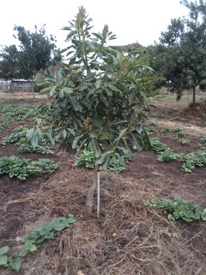 avocado tree