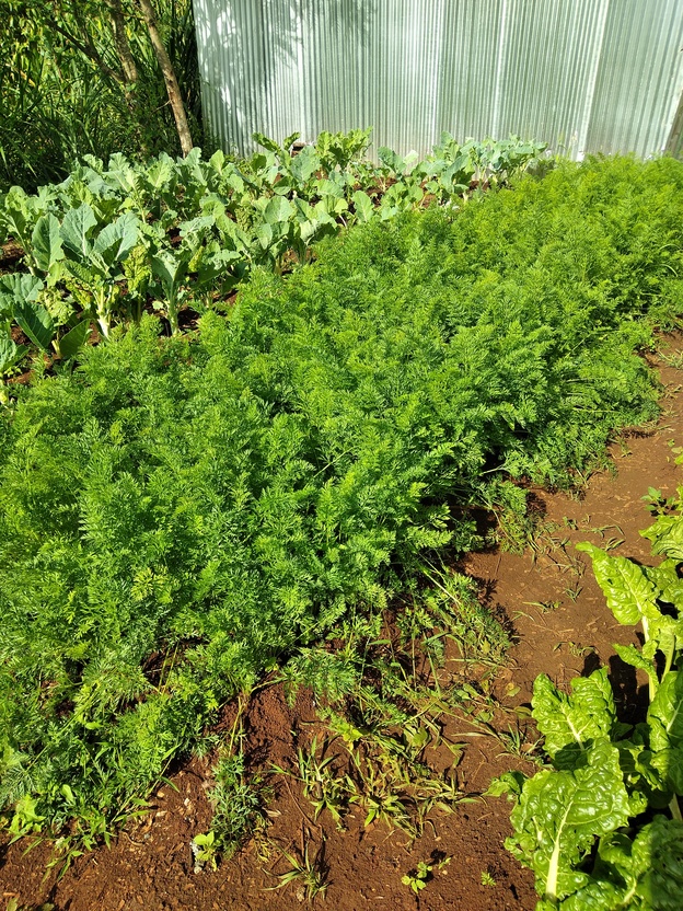 growing carrots