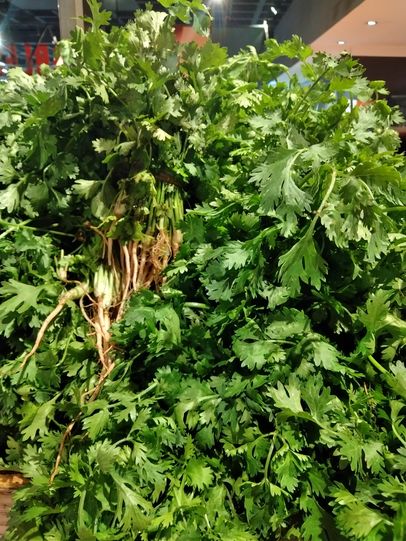 A bunch of coriander
